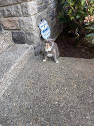 Lost Female Cat last seen Bull mountain, Tigard, OR 97224
