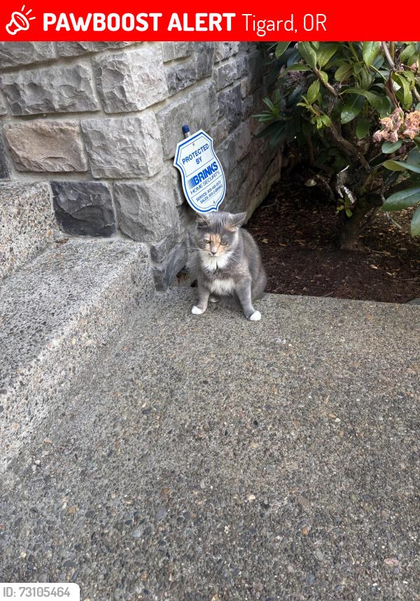 Lost Female Cat last seen Bull mountain, Tigard, OR 97224