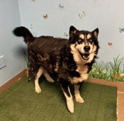 Shelter Stray Male Dog last seen , 38550 Sierra Hwy, Palmdale, CA 93550, USA