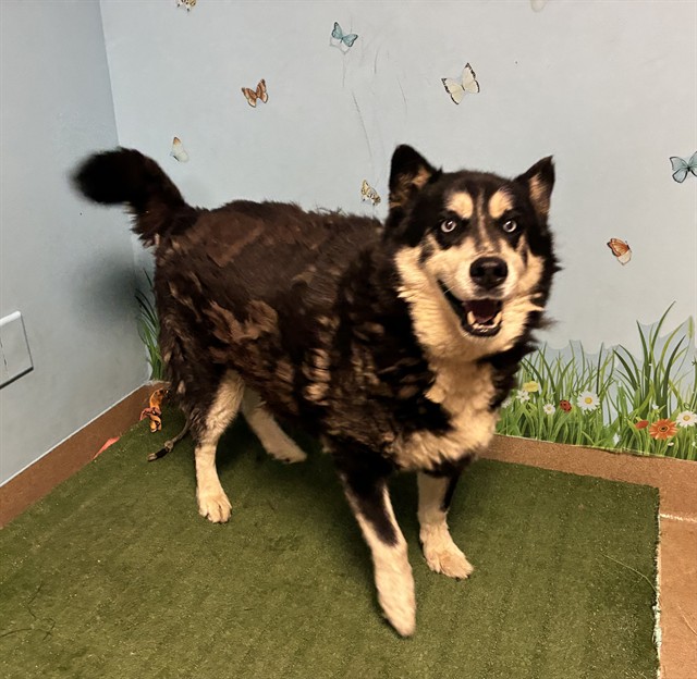 Shelter Stray Male Dog last seen , 38550 Sierra Hwy, Palmdale, CA 93550, USA