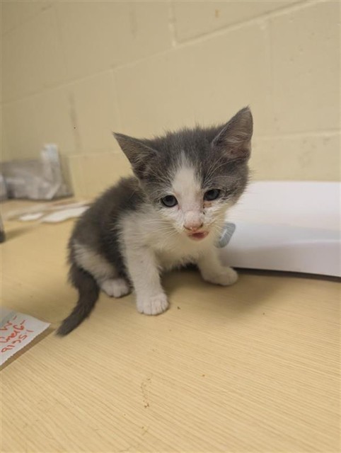 Shelter Stray Male Cat last seen TRUXEL RD & GATEWAY PARK BLVD, 2127 Front St, Sacramento, CA 95818, USA