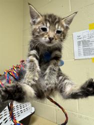 Shelter Stray Female Cat last seen MCBRIDE WAY & CELEBRITY ST, 2127 Front St, Sacramento, CA 95818, USA