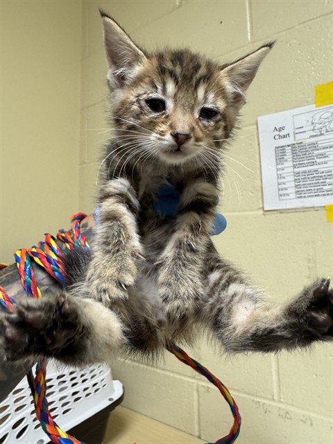 Shelter Stray Female Cat last seen MCBRIDE WAY & CELEBRITY ST, 2127 Front St, Sacramento, CA 95818, USA