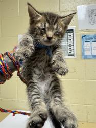 Shelter Stray Male Cat last seen MCBRIDE WAY & CELEBRITY ST, 2127 Front St, Sacramento, CA 95818, USA