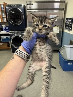 Shelter Stray Female Cat last seen LAS, 3599 NW 79th Ave, Doral, FL 33122, USA
