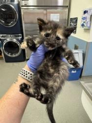 Shelter Stray Female Cat last seen LAS, 3599 NW 79th Ave, Doral, FL 33122, USA