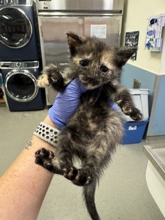 Shelter Stray Female Cat last seen LAS, 3599 NW 79th Ave, Doral, FL 33122, USA