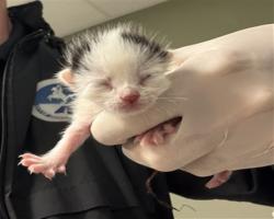 Shelter Stray Female Cat last seen Near BLOCK BAMBERG RD, 2020 Forest St, Jacksonville, FL 32204, USA