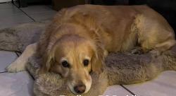 Reunited Male Dog last seen Bell Gardens, Bell Gardens, CA 90201