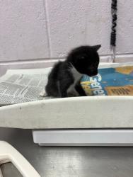 Shelter Stray Male Cat last seen PIZARRO RD, 2020 Forest St, Jacksonville, FL 32204, USA