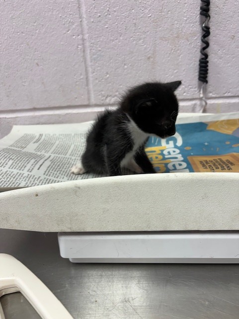 Shelter Stray Male Cat last seen PIZARRO RD, 2020 Forest St, Jacksonville, FL 32204, USA
