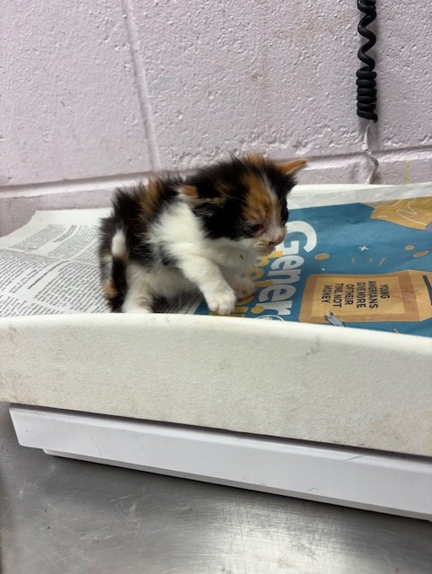 Shelter Stray Female Cat last seen PIZARRO RD, 2020 Forest St, Jacksonville, FL 32204, USA