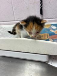 Shelter Stray Female Cat last seen PIZARRO RD, 2020 Forest St, Jacksonville, FL 32204, USA