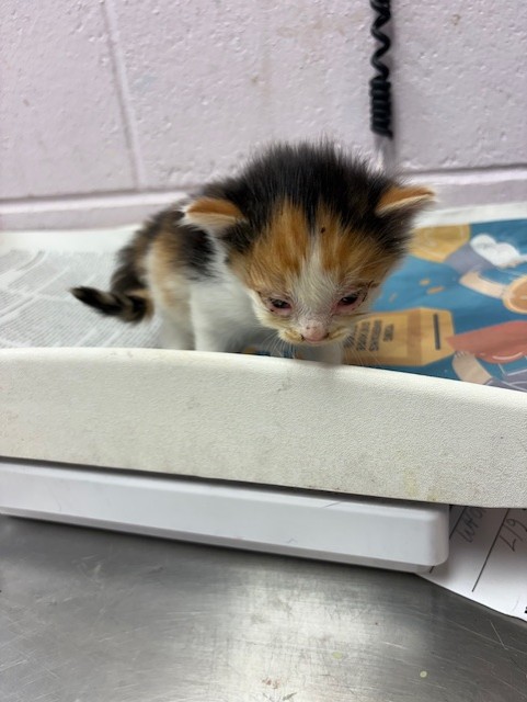 Shelter Stray Female Cat last seen PIZARRO RD, 2020 Forest St, Jacksonville, FL 32204, USA