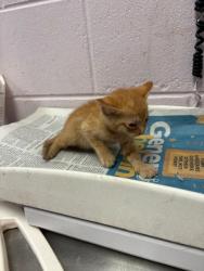 Shelter Stray Male Cat last seen PIZARRO RD, 2020 Forest St, Jacksonville, FL 32204, USA