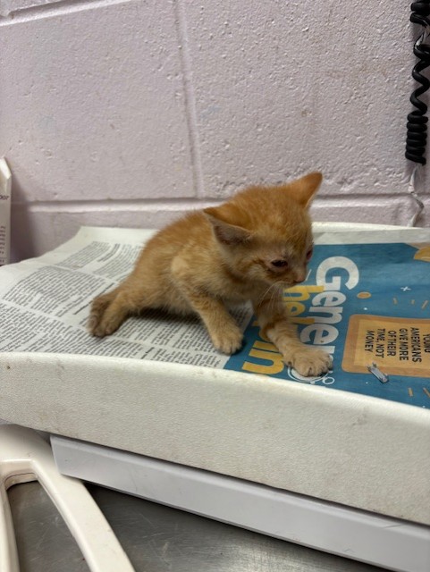 Shelter Stray Male Cat last seen PIZARRO RD, 2020 Forest St, Jacksonville, FL 32204, USA