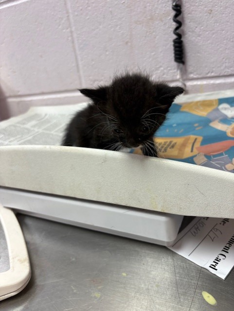 Shelter Stray Male Cat last seen PIZARRO RD, 2020 Forest St, Jacksonville, FL 32204, USA