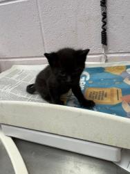 Shelter Stray Male Cat last seen PIZARRO RD, 2020 Forest St, Jacksonville, FL 32204, USA