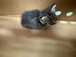 Shelter Stray Male Cat last seen MAIN ST, 2020 Forest St, Jacksonville, FL 32204, USA