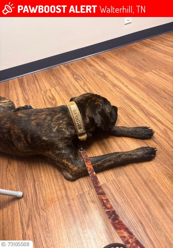 Lost Male Dog last seen Near & cutoff, Walterhill, TN 37129