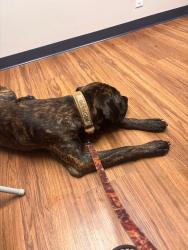 Lost Male Dog last seen Near & cutoff, Walterhill, TN 37129