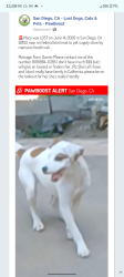 Lost Female Dog last seen Near rainbow liquor store across from the 711, San Diego, CA 92105