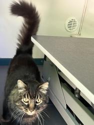 Lost Male Cat last seen M st Davis 95616, Davis, CA 95616