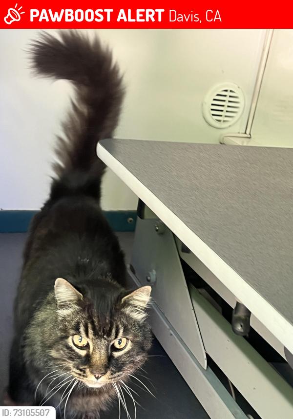 Lost Male Cat last seen M st Davis 95616, Davis, CA 95616