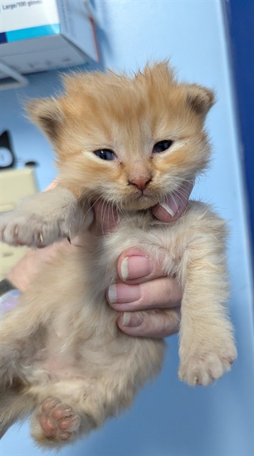 Shelter Stray Female Cat last seen Near BLOCK MONETA AVE, BAKERSFIELD CA 93308, 3951 Fruitvale Ave, Bakersfield, CA 93308, USA