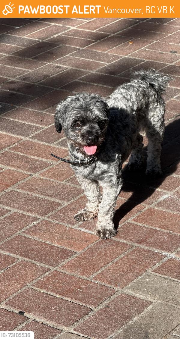 Found/Stray Unknown Dog last seen Near abbott street, Vancouver, BC V6B 2K8