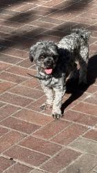 Found/Stray Unknown Dog last seen Near abbott street, Vancouver, BC V6B 2K8