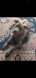 Reunited Male Dog last seen Yellow Skin Rd, North Carolina 28318, USA, Sampson County, NC 28318