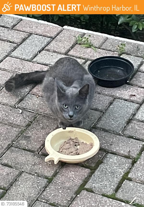 Found/Stray Unknown Cat last seen Sheridan rd &13th, Winthrop Harbor, IL 60096