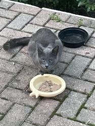 Found/Stray Unknown Cat last seen Sheridan rd &13th, Winthrop Harbor, IL 60096