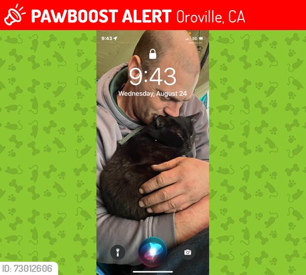 Lost Male Cat last seen Oregon gulch, Oroville, CA 95965