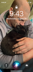 Lost Male Cat last seen Oregon gulch, Oroville, CA 95965