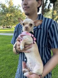 Lost Female Dog last seen Flallon and Lindale, Norwalk, CA 90650