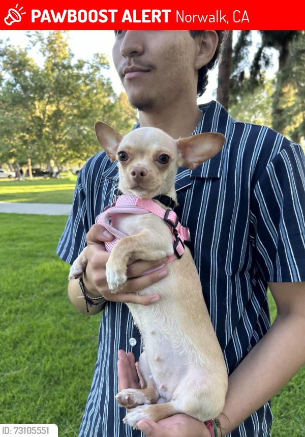 Lost Female Dog last seen Flallon and Lindale, Norwalk, CA 90650