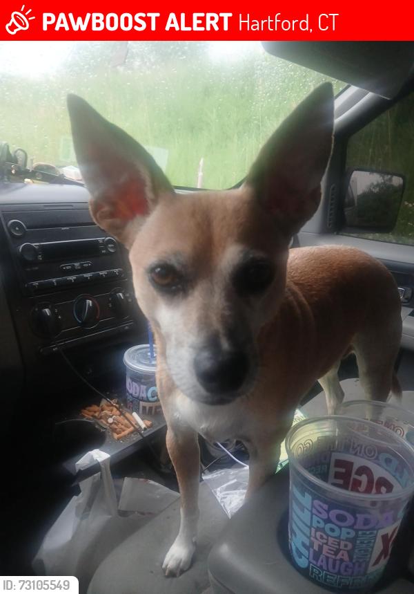 Lost Male Dog last seen Love lane and Westland st hartford ct, Hartford, CT 06112