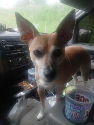 Lost Male Dog last seen Love lane and Westland st hartford ct, Hartford, CT 06112