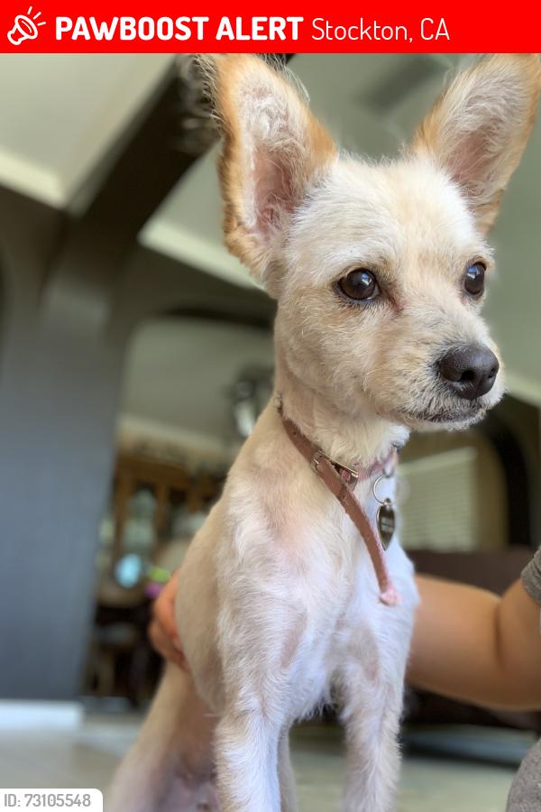 Lost Female Dog last seen Chatfield circle and Waterbury dr, Stockton, CA 95209