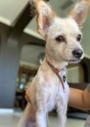 Lost Female Dog last seen Chatfield circle and Waterbury dr, Stockton, CA 95209