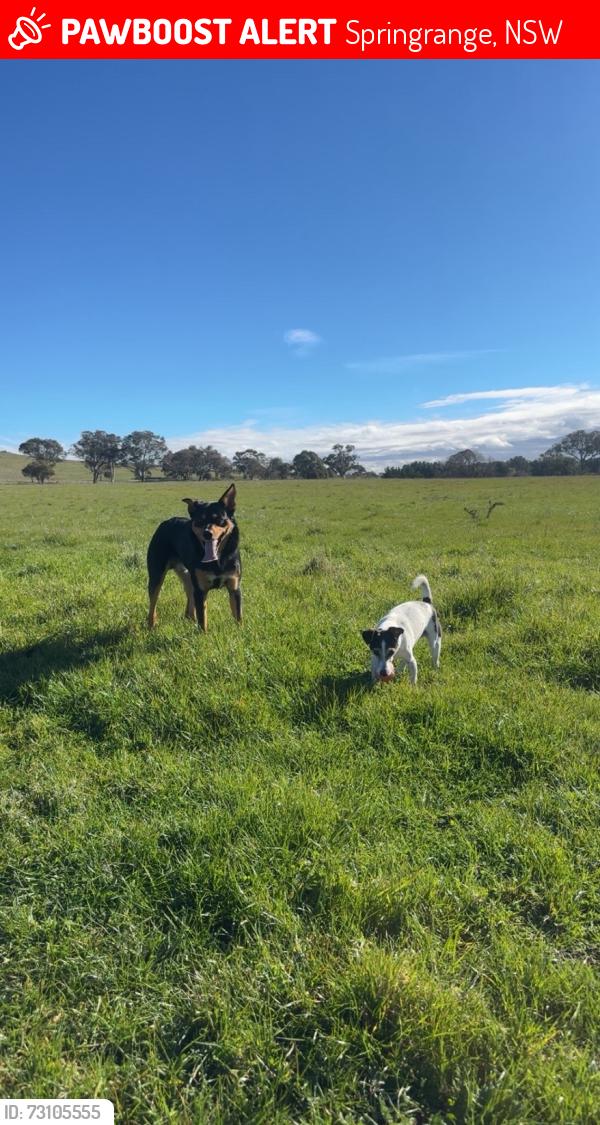 Lost Male Dog last seen Spring range road nsw, Springrange, NSW 2618