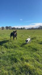 Lost Male Dog last seen Spring range road nsw, Springrange, NSW 2618