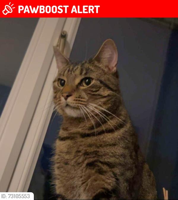 Lost Male Cat last seen Lisbon Road, Hillcrest Avenue, Norfolk, England NR19 1XQ
