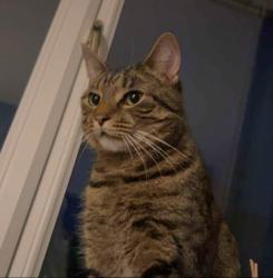 Lost Male Cat last seen Lisbon Road, Hillcrest Avenue, Norfolk, England NR19 1XQ
