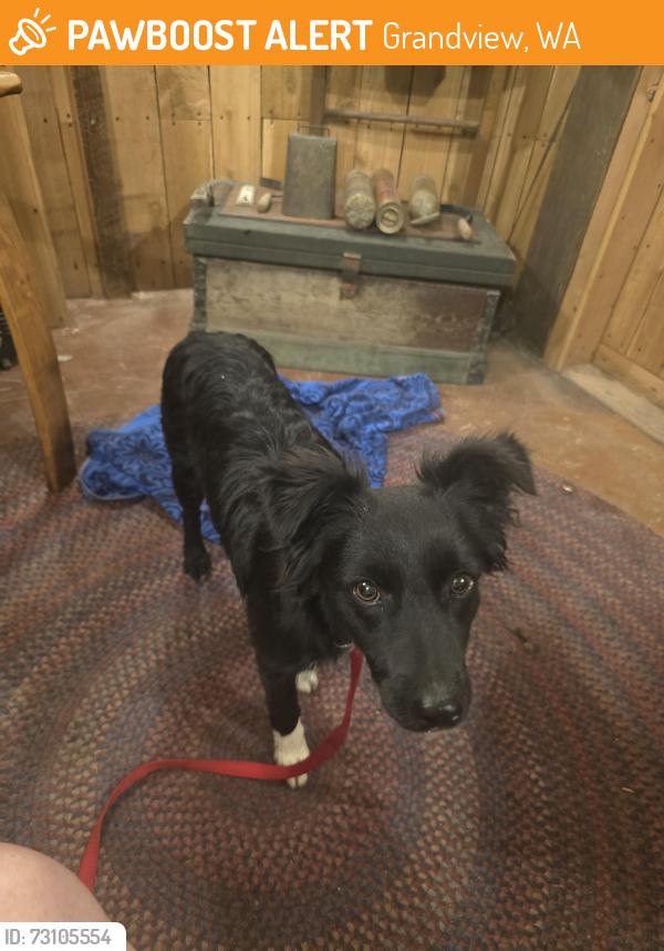Found/Stray Male Dog last seen Braden Rd, Tear Rd, Stover Rd, Waneta Rd, Willowcrestd, Grandview, WA 98930