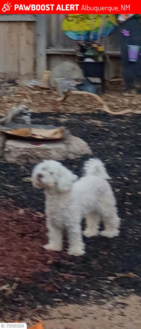 Lost Female Dog last seen Menaul and Madison, Albuquerque, NM 87107