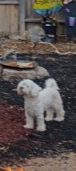 Lost Female Dog last seen Menaul and Madison, Albuquerque, NM 87107