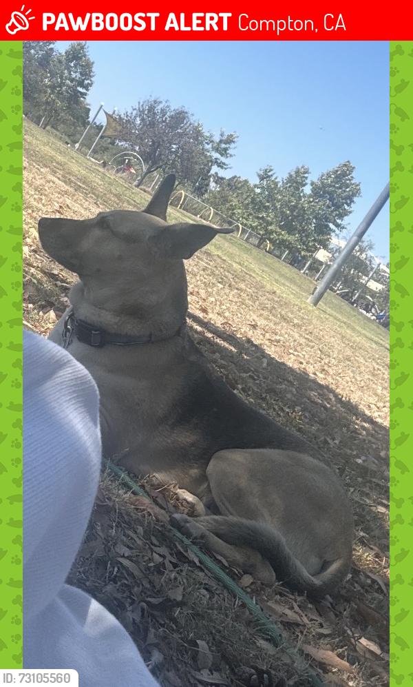 Lost Female Dog last seen Alondra n haskins, Compton, CA 90220